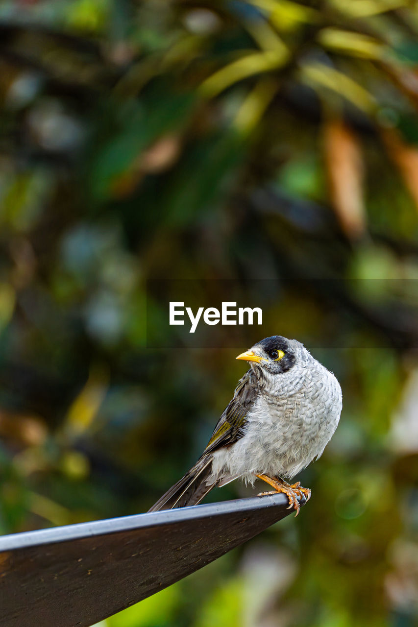 animal themes, animal, animal wildlife, nature, bird, wildlife, one animal, branch, green, beak, yellow, perching, focus on foreground, close-up, no people, leaf, outdoors, tree, day