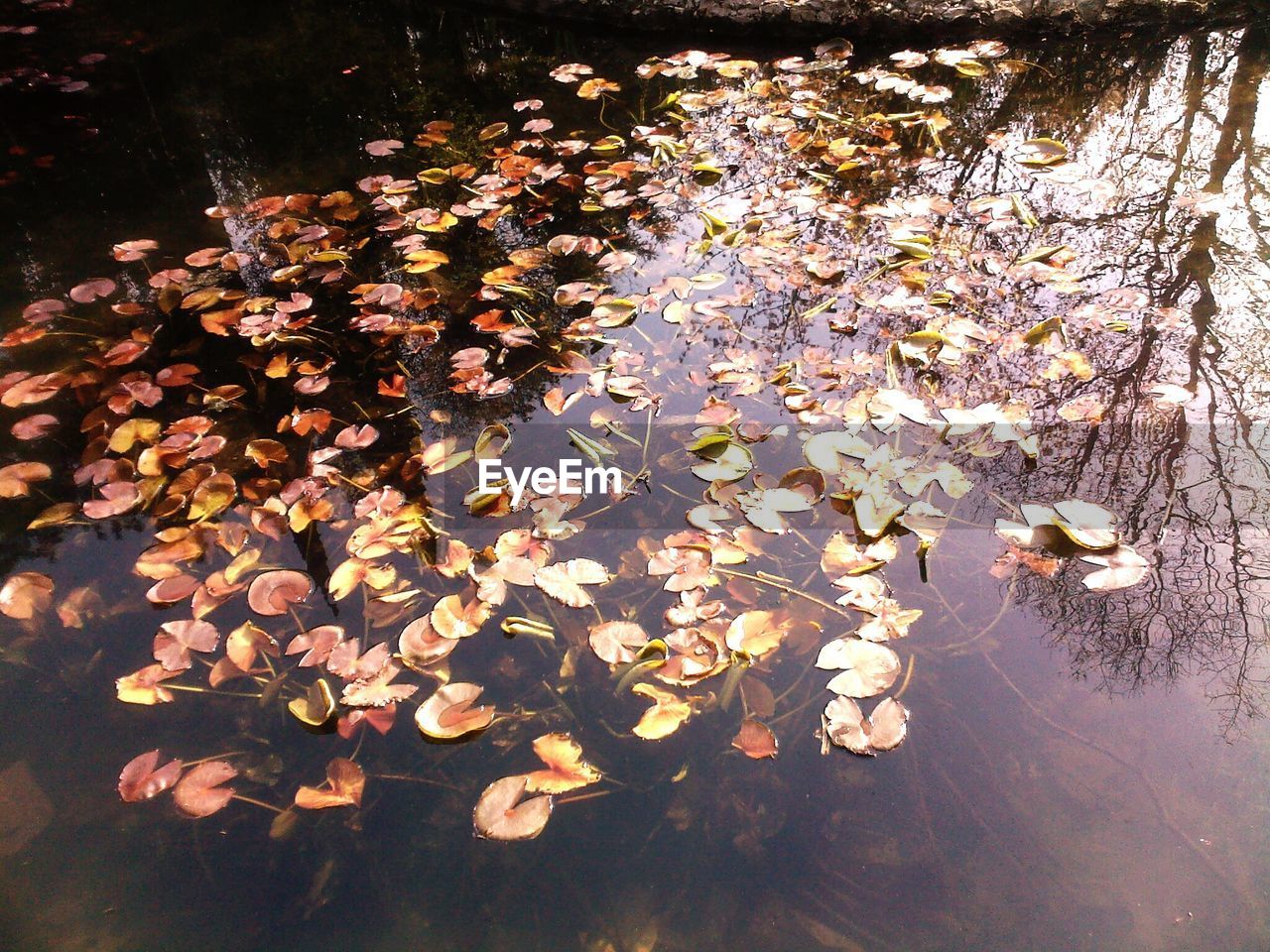 Reflection of trees in pond