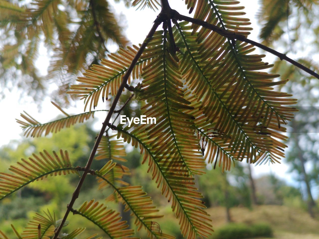 LOW ANGLE VIEW OF PALM TREE BRANCH