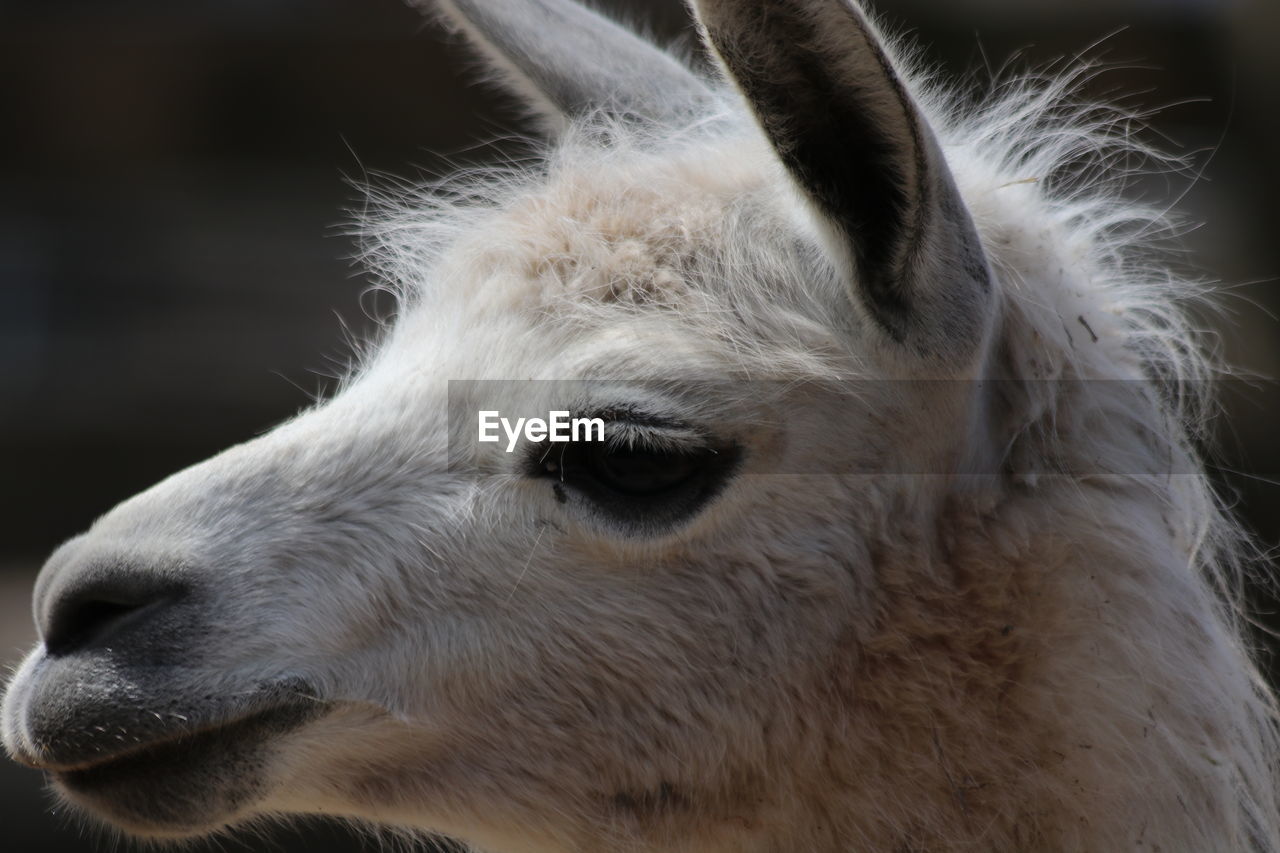 Close-up of a lama looking away