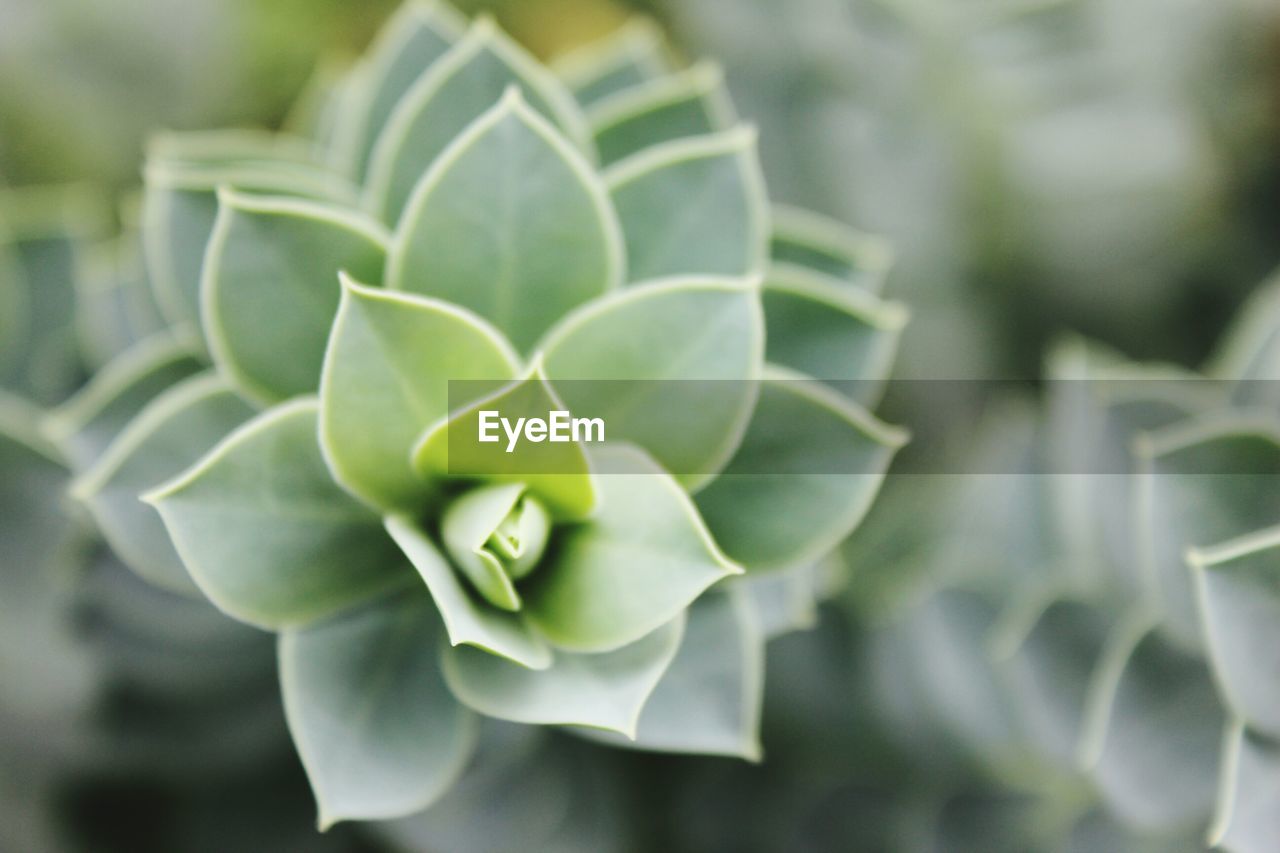 Close-up of succulent plant growing in garden