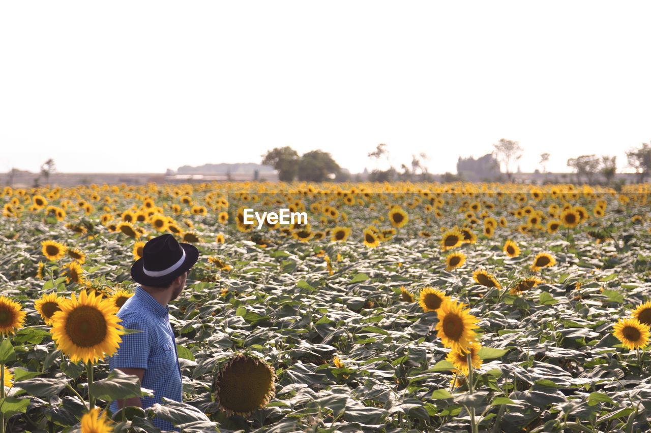 Scenic view of sunflower land against clear sky