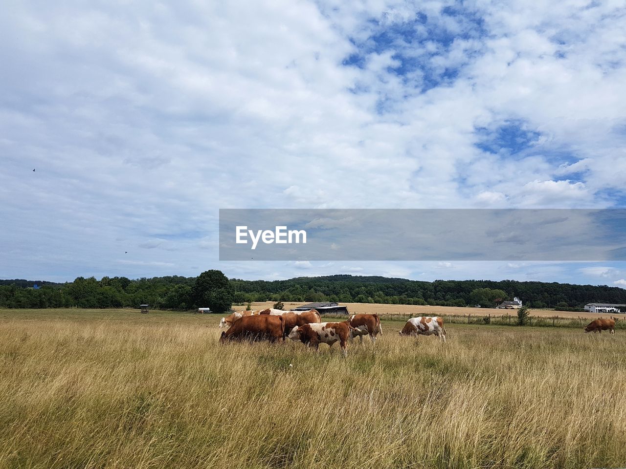 Cows on field against sky