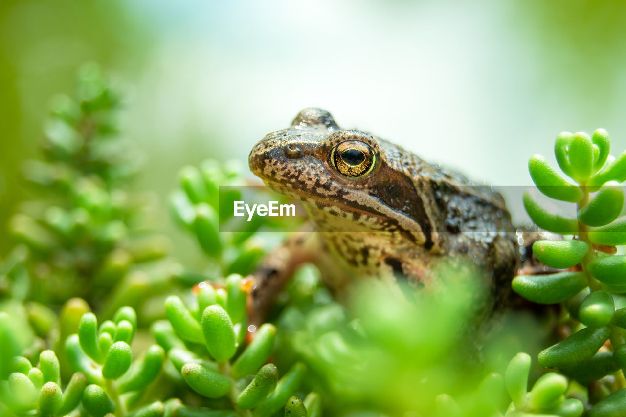 A brown frog sitting in green plants, summer view