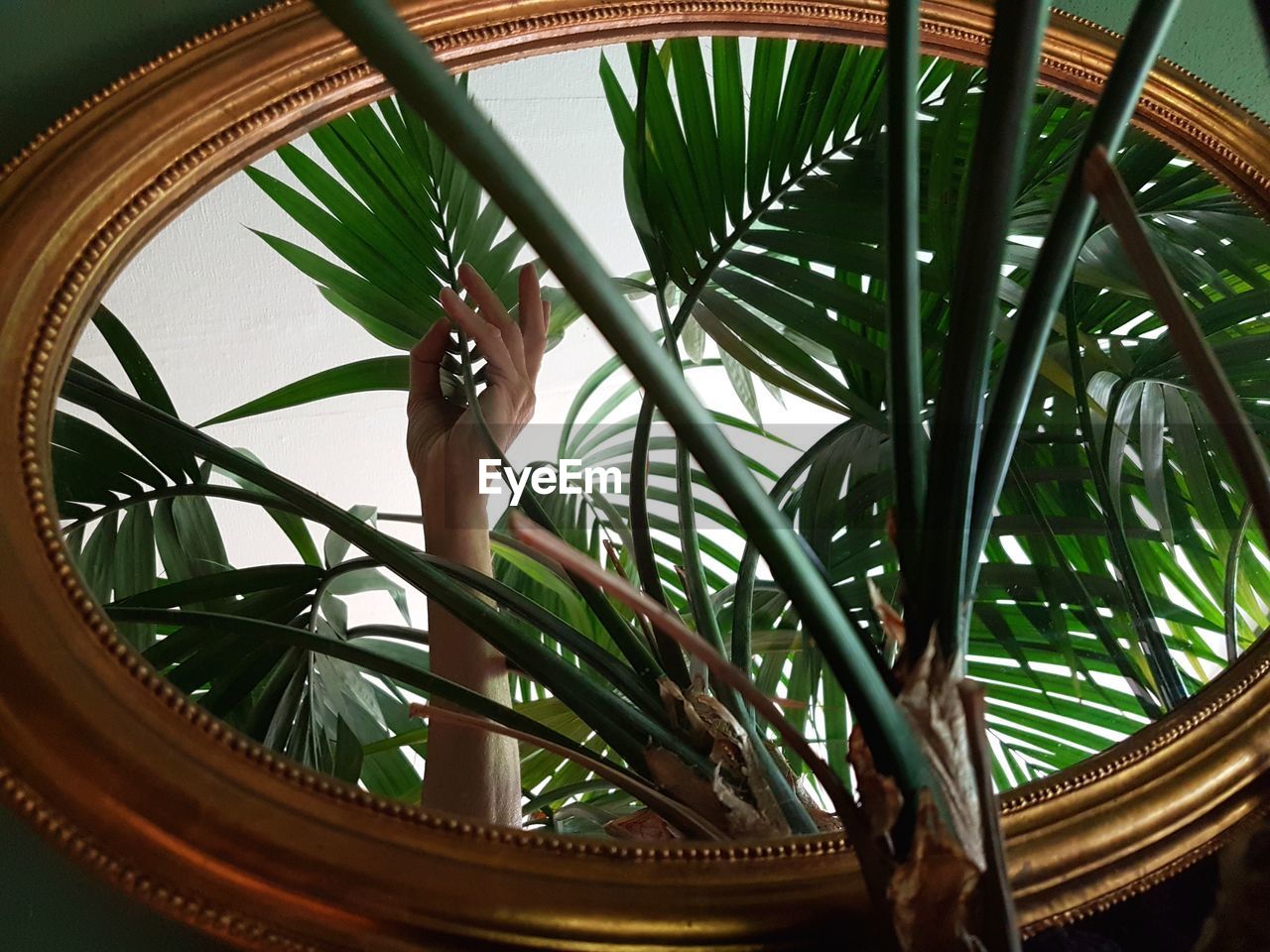 Reflection of woman with plant on mirror