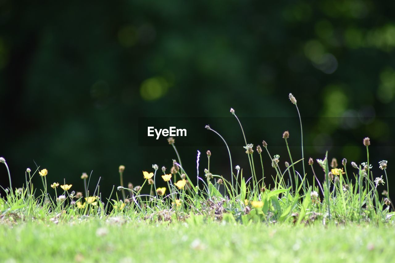 Plants growing on grassy field