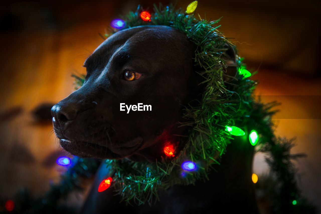 CLOSE-UP OF ILLUMINATED CHRISTMAS TREE AT HOME DURING FESTIVAL