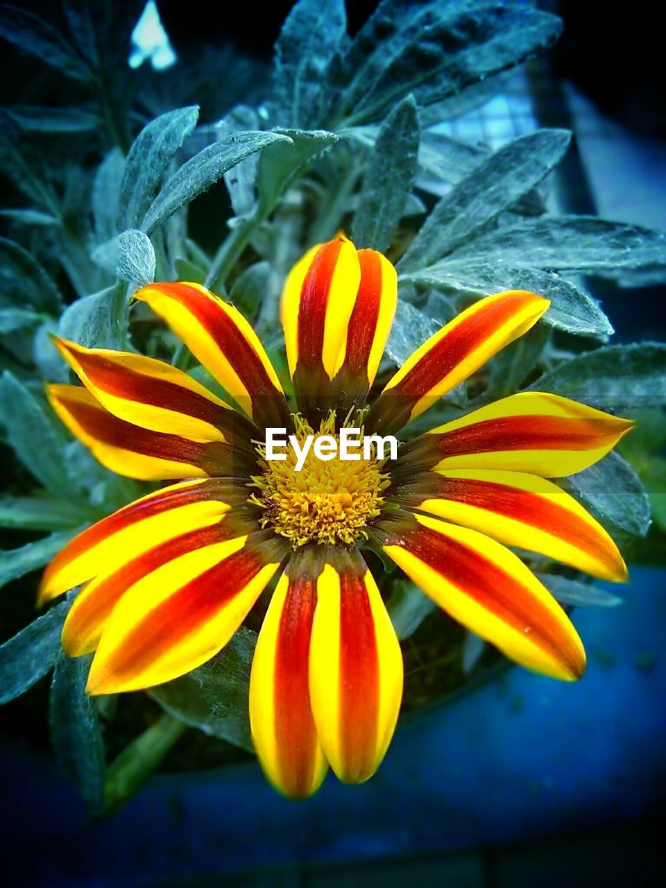 CLOSE-UP OF YELLOW FLOWERS