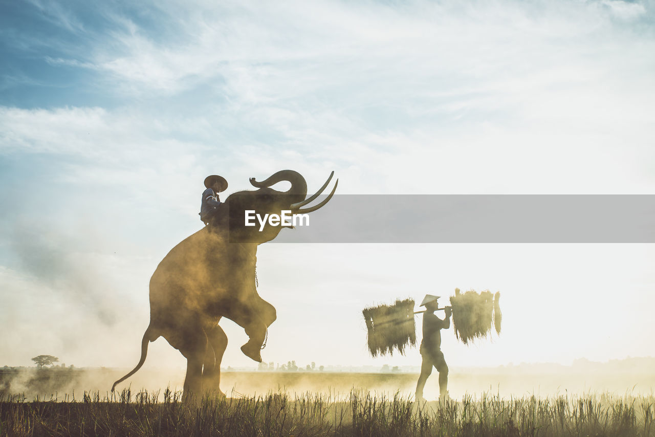 Elephant rearing up while farmer working in farm at sunset