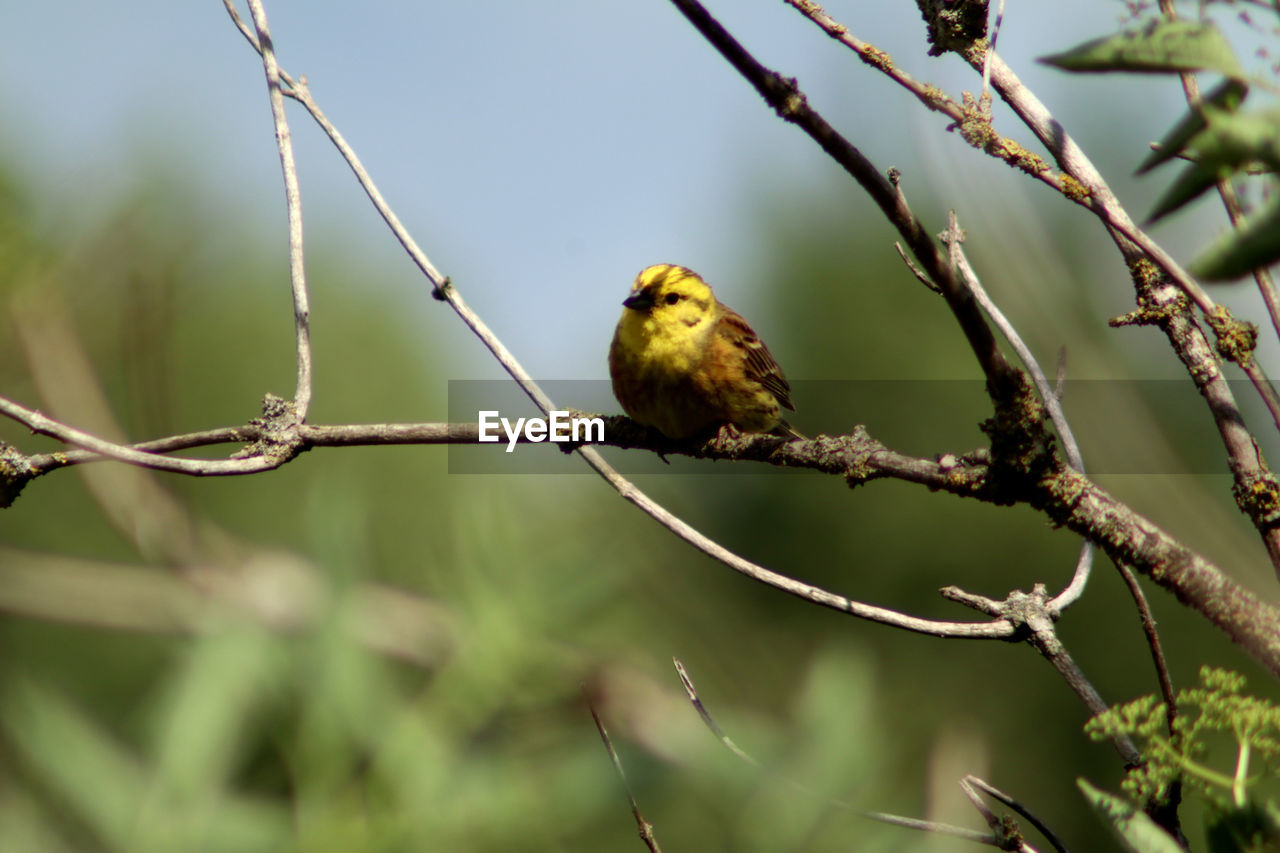 BIRD PERCHING ON BRANCH AGAINST BLURRED BACKGROUND