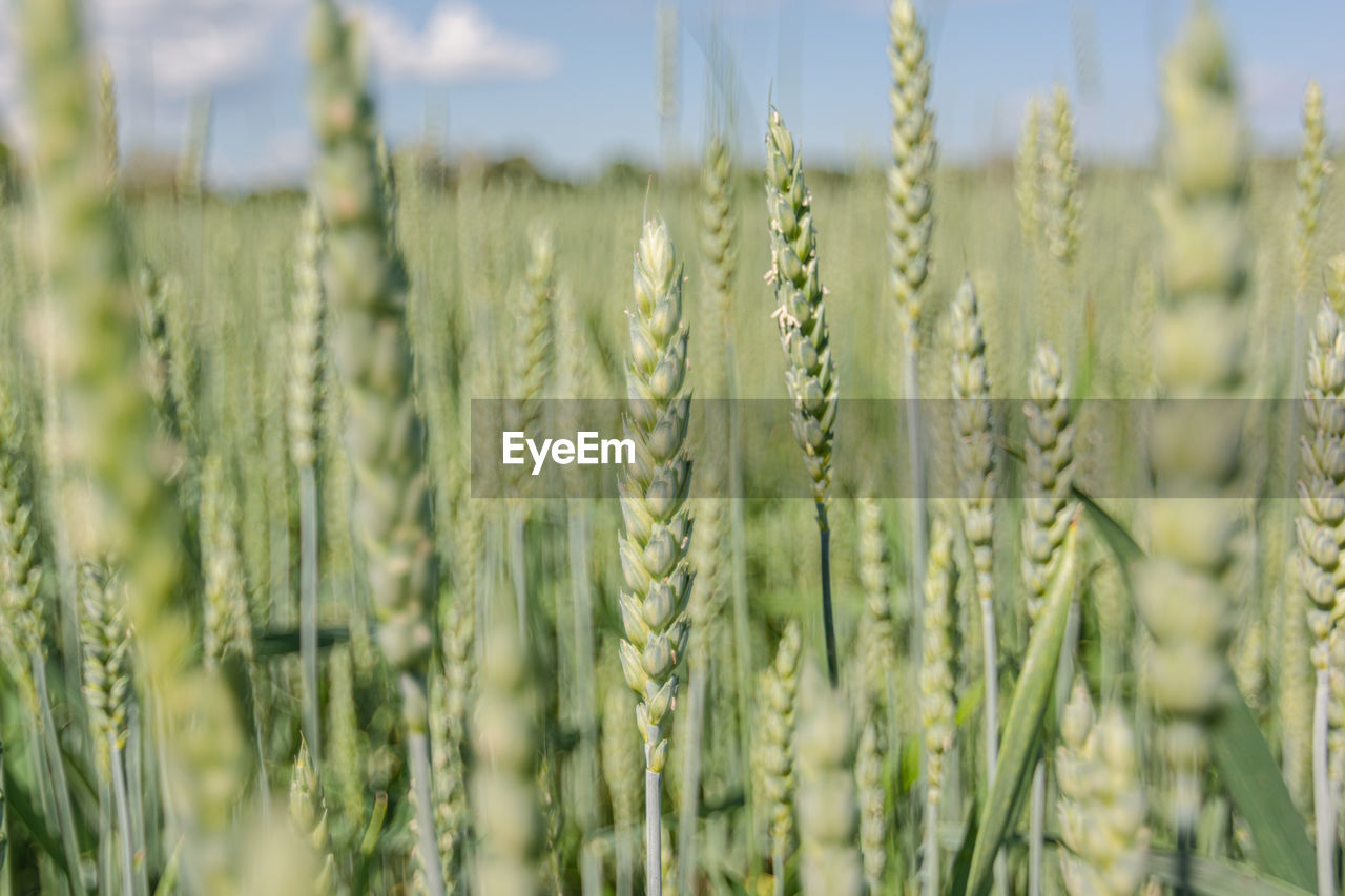 CLOSE-UP OF WHEAT FIELD