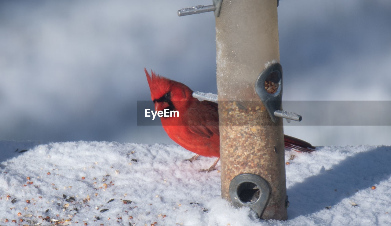 CLOSE-UP OF A BIRD PERCHING ON SNOW COVERED LANDSCAPE