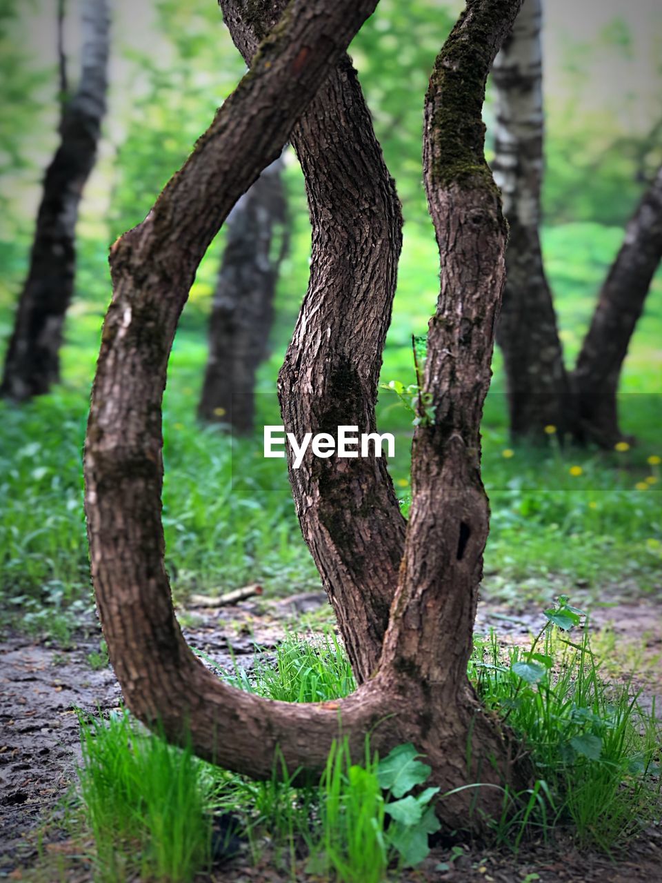 CLOSE-UP OF TREE TRUNK ON FIELD BY TREES