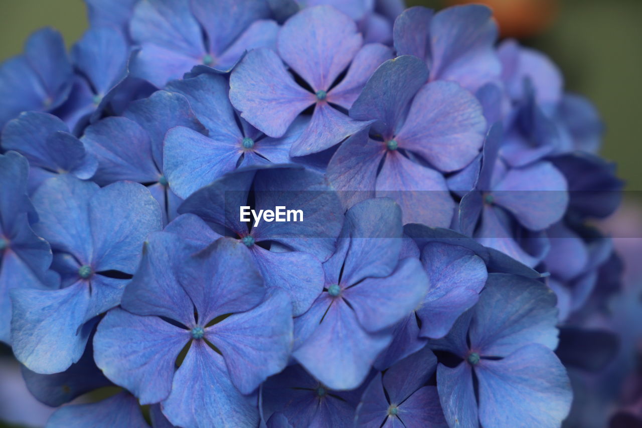 Close-up of purple flowering plant