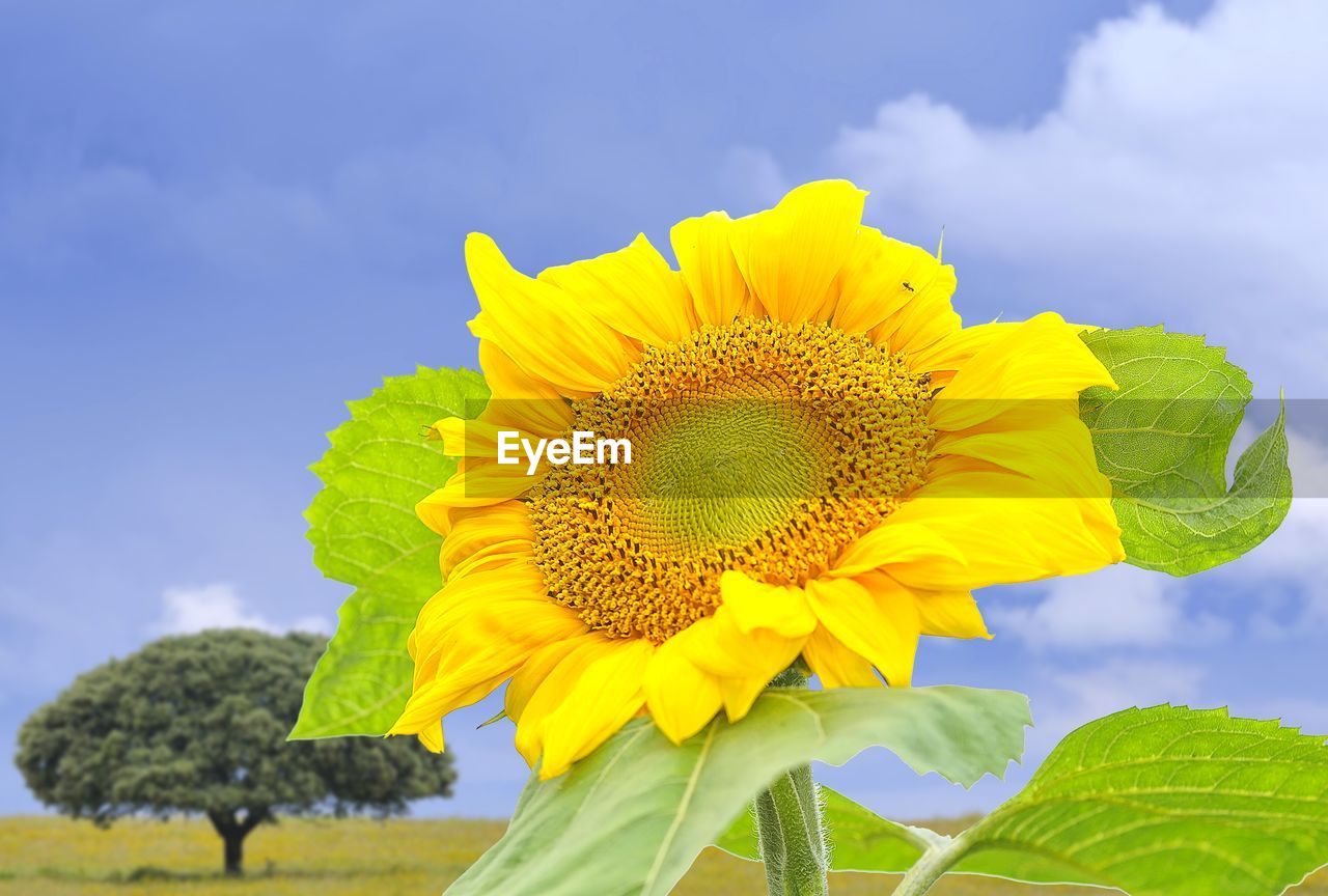 CLOSE-UP OF SUNFLOWER