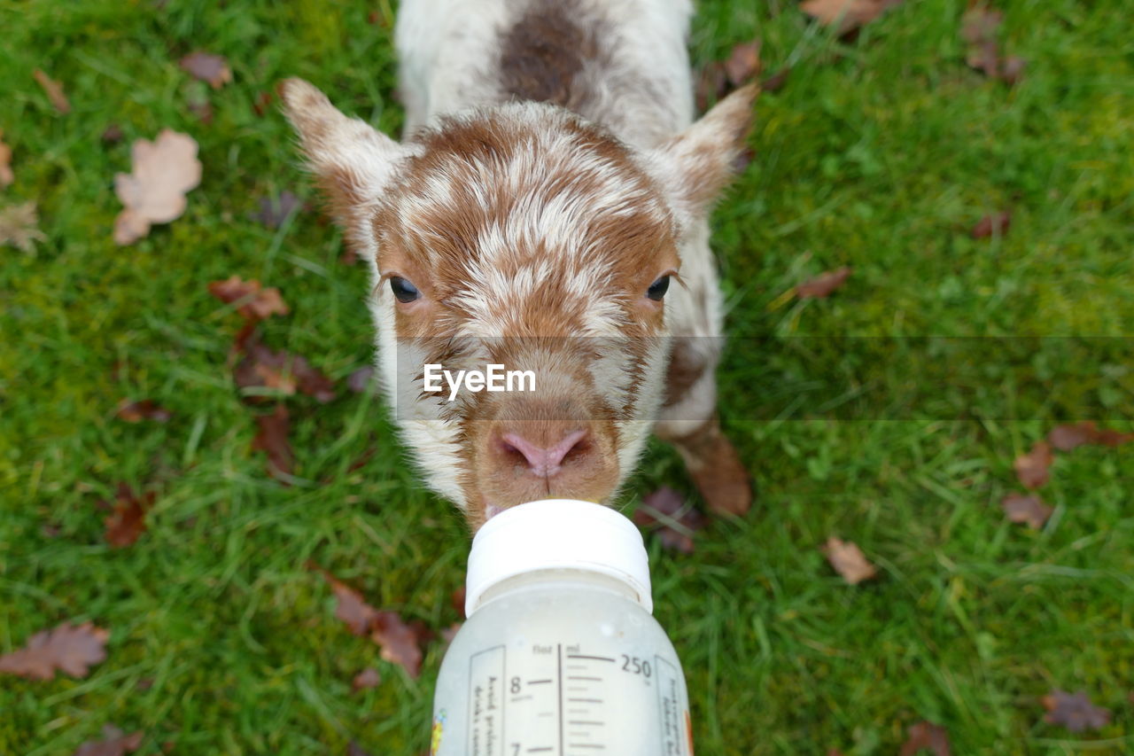 High angle view of a lamb drinking from a bottle