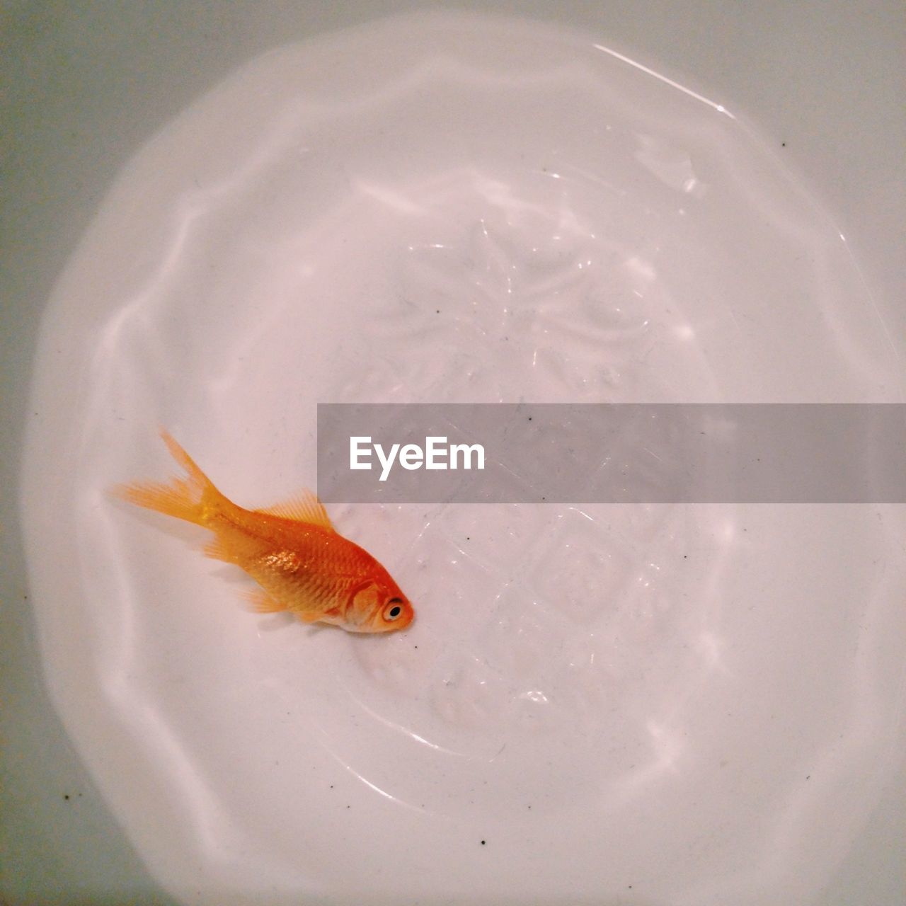 Dead goldfish on white plate