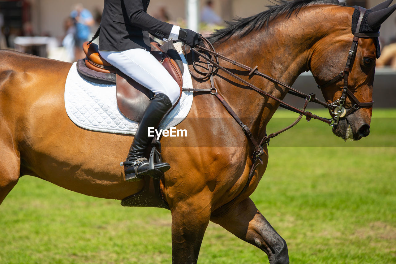 Horse riding horses on field
