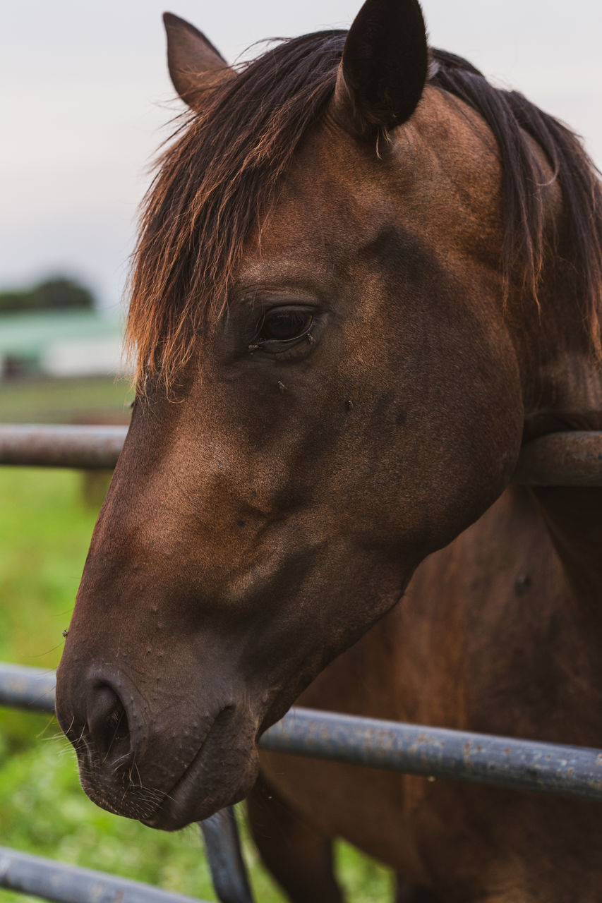 CLOSE-UP OF HORSE OUTDOORS