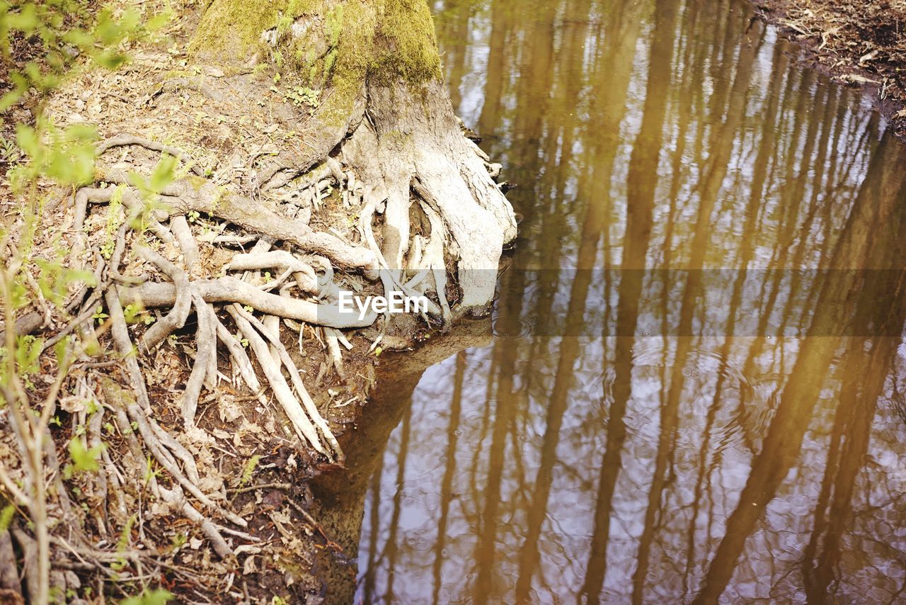 HIGH ANGLE VIEW OF TREE TRUNK IN FOREST