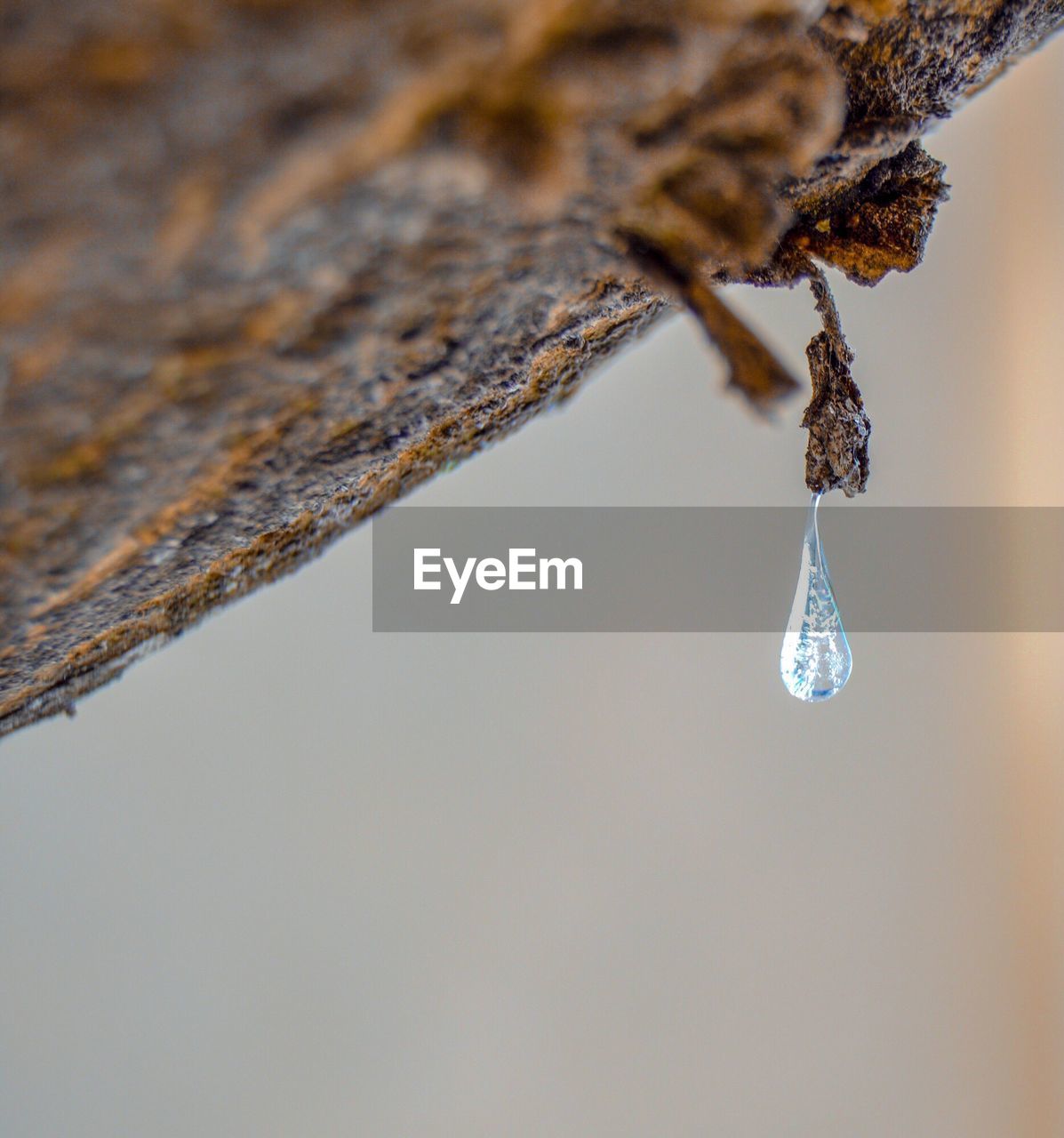 CLOSE-UP OF FROZEN PLANT AGAINST TREES