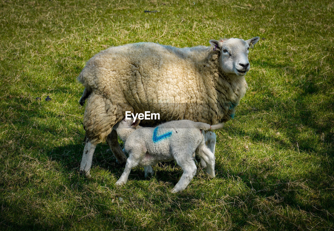 VIEW OF A SHEEP ON FIELD