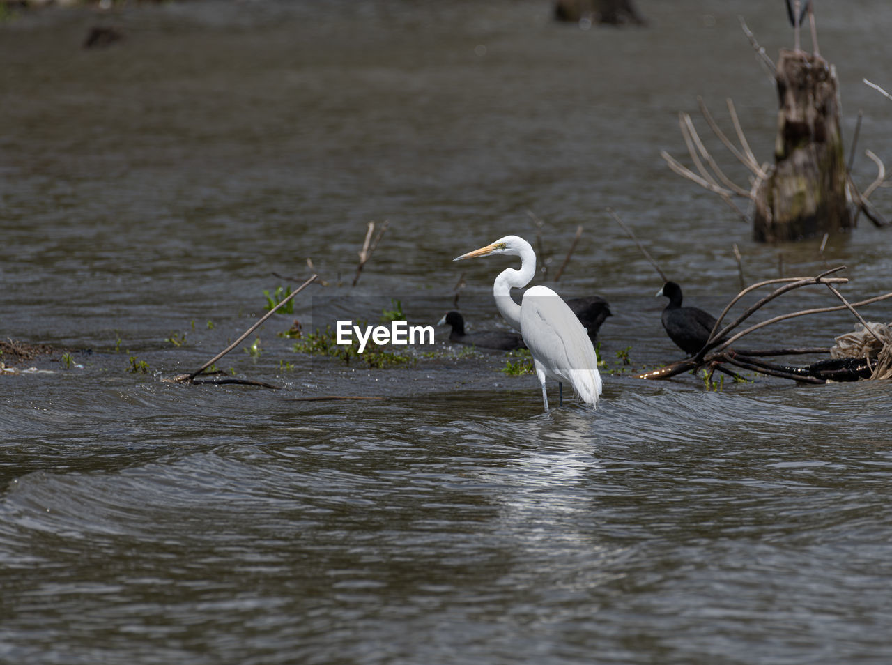 BIRDS IN LAKE