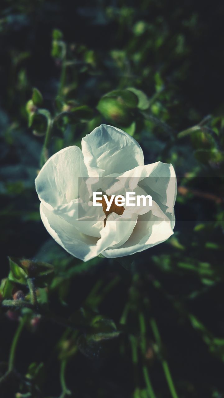 CLOSE-UP OF WHITE FLOWER