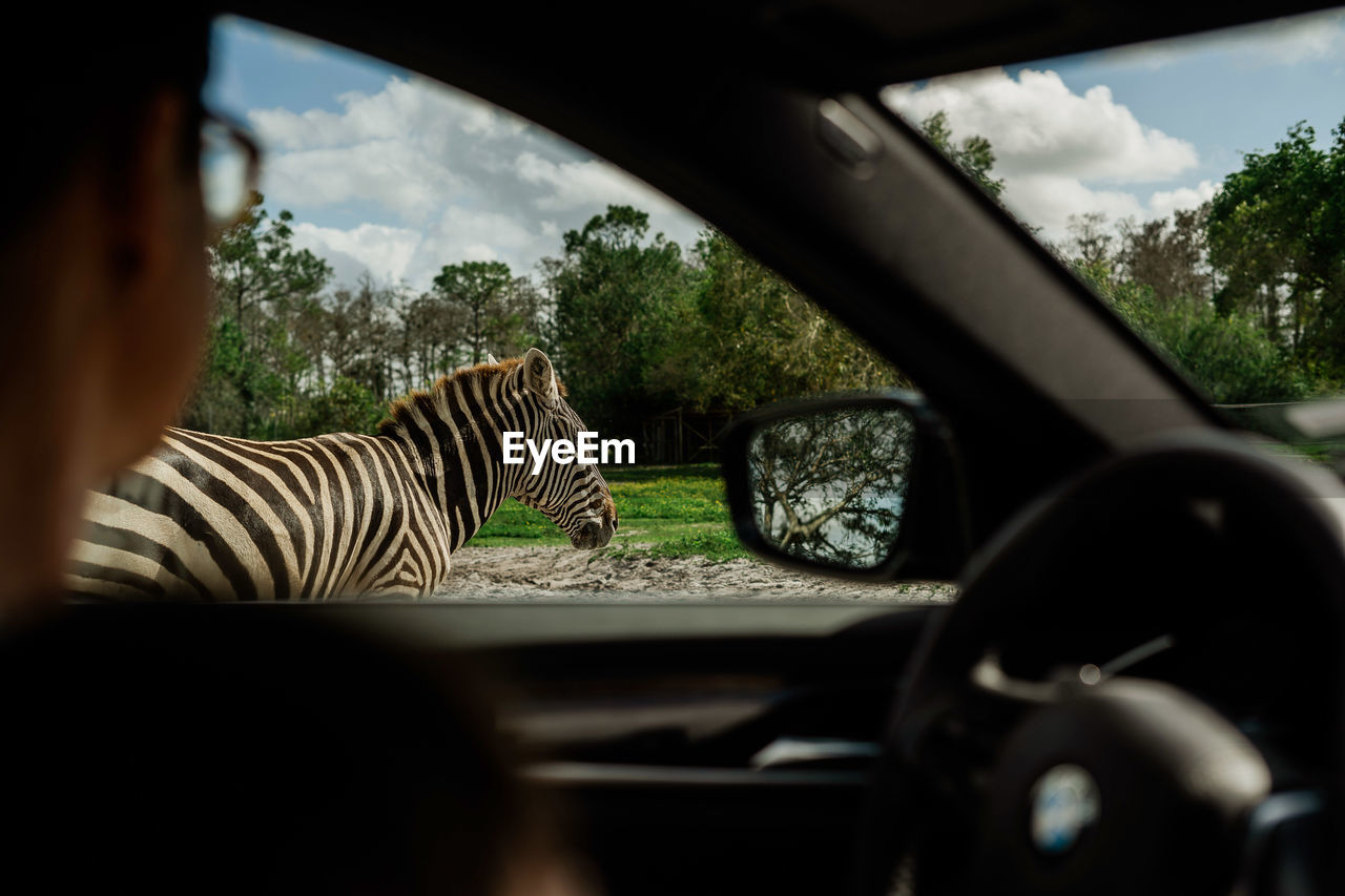 View of zebra seen through car windshield