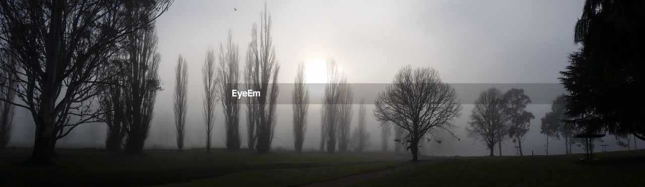 Panoramic shot of trees on field in foggy weather