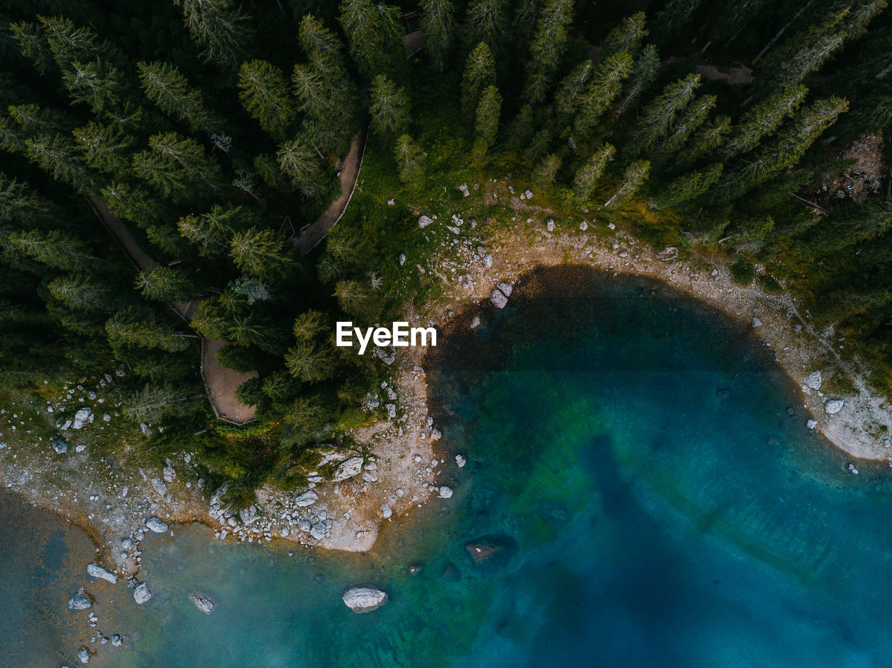 High angle view of trees growing by sea