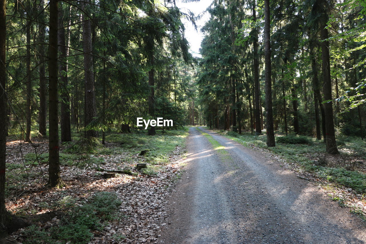 Road amidst trees in forest