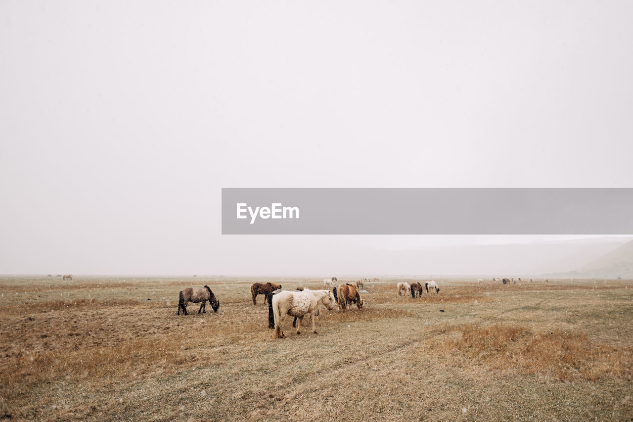 VIEW OF HORSES ON FIELD