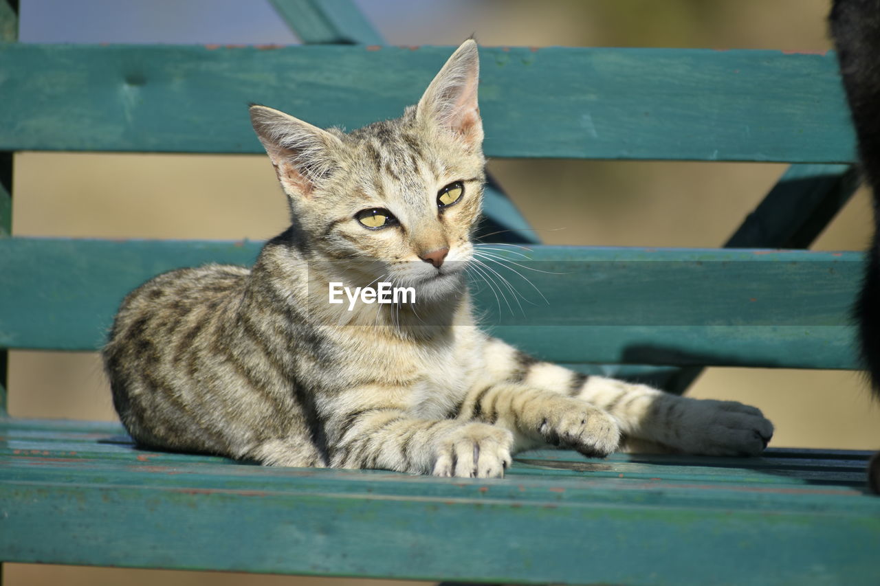 pet, animal, animal themes, mammal, cat, domestic cat, domestic animals, feline, one animal, whiskers, wood, relaxation, seat, sitting, small to medium-sized cats, blue, portrait, table, tabby cat, no people, looking at camera, felidae, bench