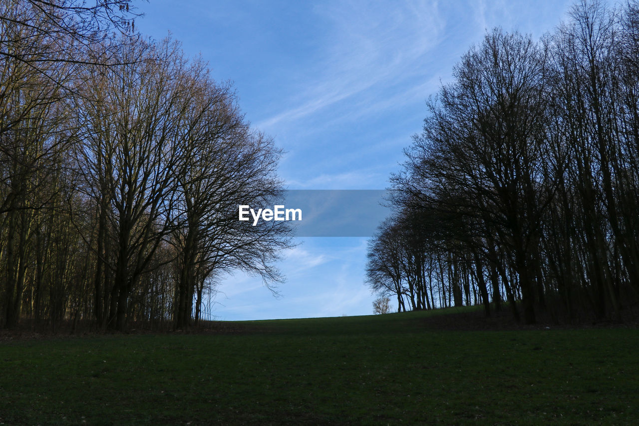 TREES ON FIELD AGAINST SKY IN FOREST