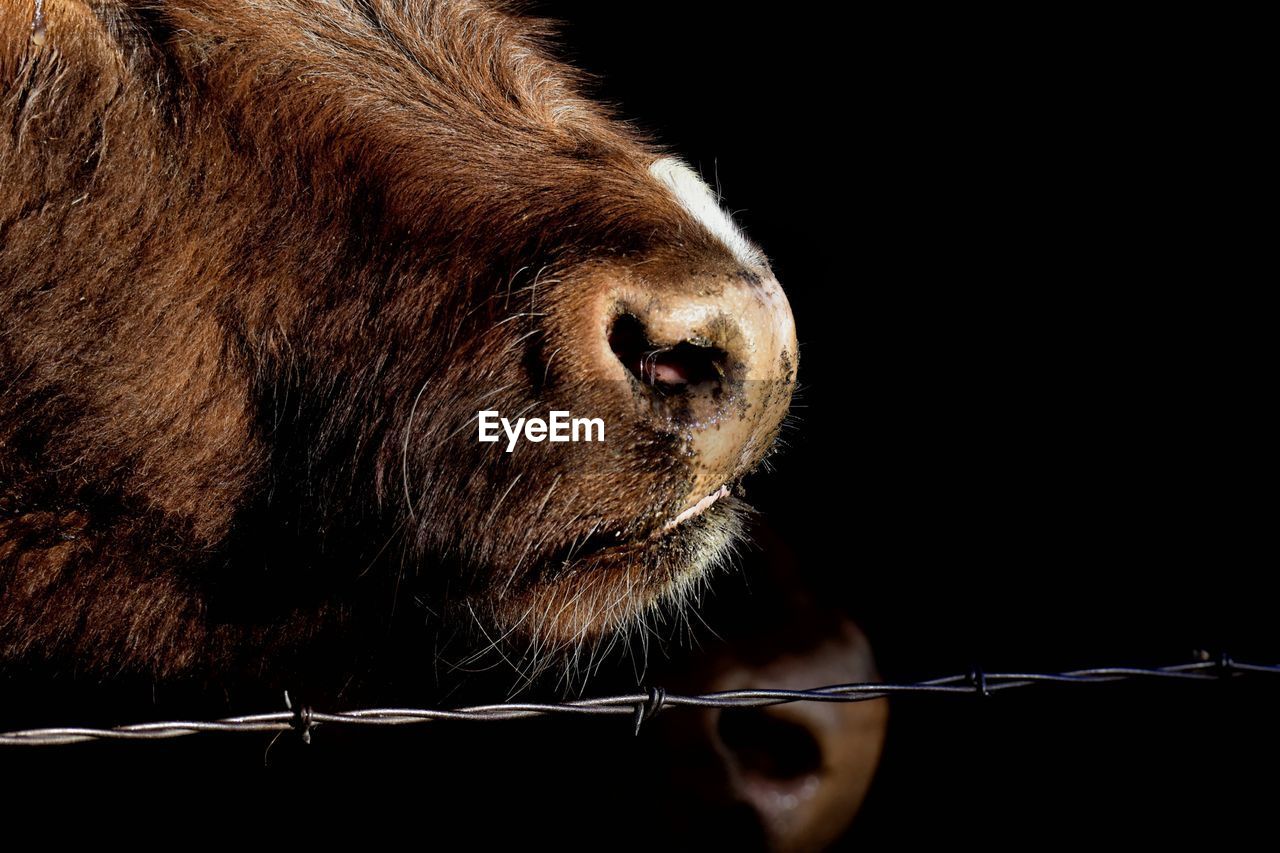 CLOSE-UP OF AN ANIMAL