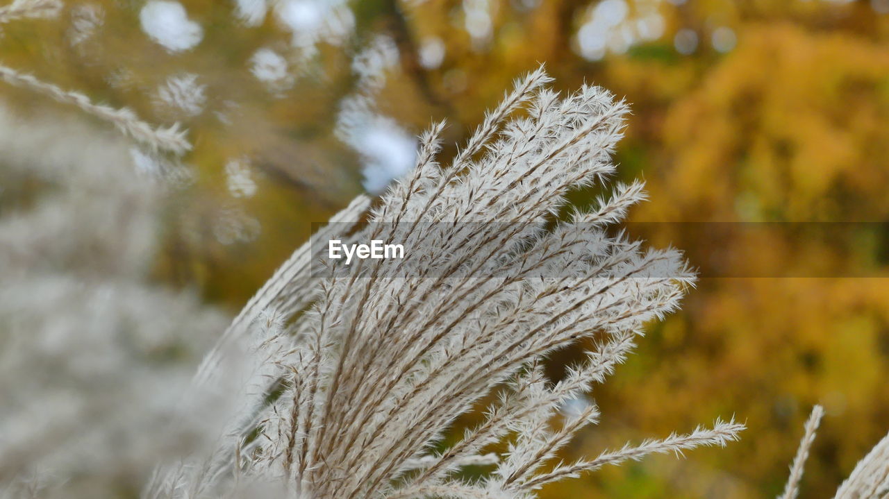 Close-up of snow on pine tree