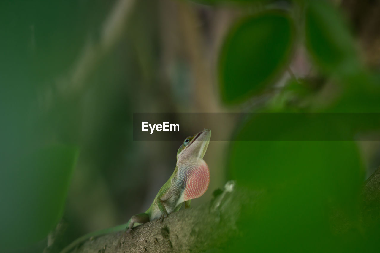 Anole lizard on tree