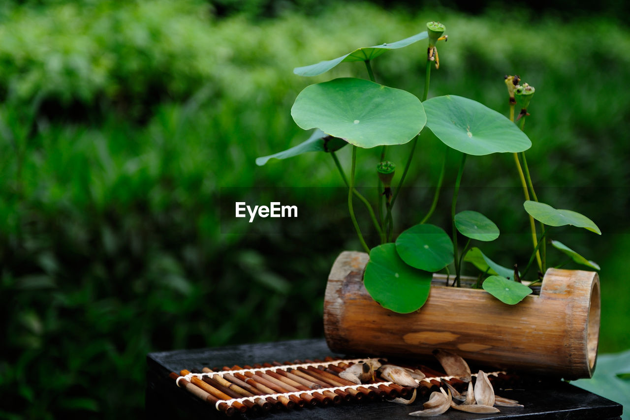 Lotus water lily plant growing on wood over metal