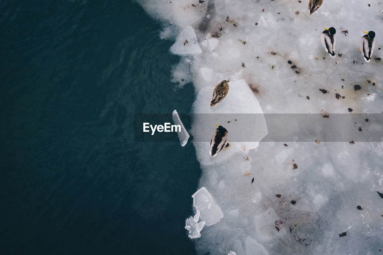 High angle view of ducks on frozen lake