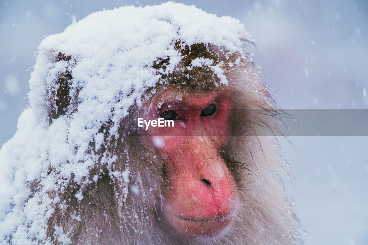 cold temperature, snow, winter, macaque, animal, portrait, nature, mammal, animal themes, freezing, monkey, primate, one animal, animal wildlife, close-up, headshot, outdoors, animal body part, old world monkey, frozen, human face, wildlife, water, day, ice, looking at camera