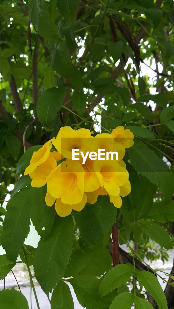 LOW ANGLE VIEW OF YELLOW FLOWER BLOOMING IN TREE