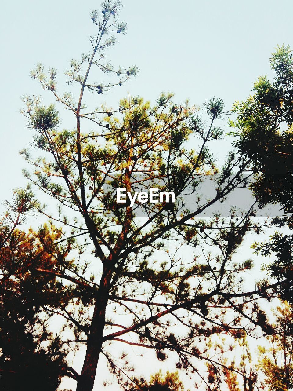 LOW ANGLE VIEW OF TREE BLOSSOMS