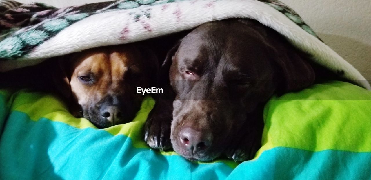 CLOSE-UP PORTRAIT OF DOG RESTING