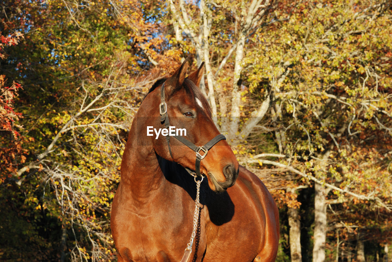 CLOSE-UP OF HORSE AGAINST TREES IN FOREST