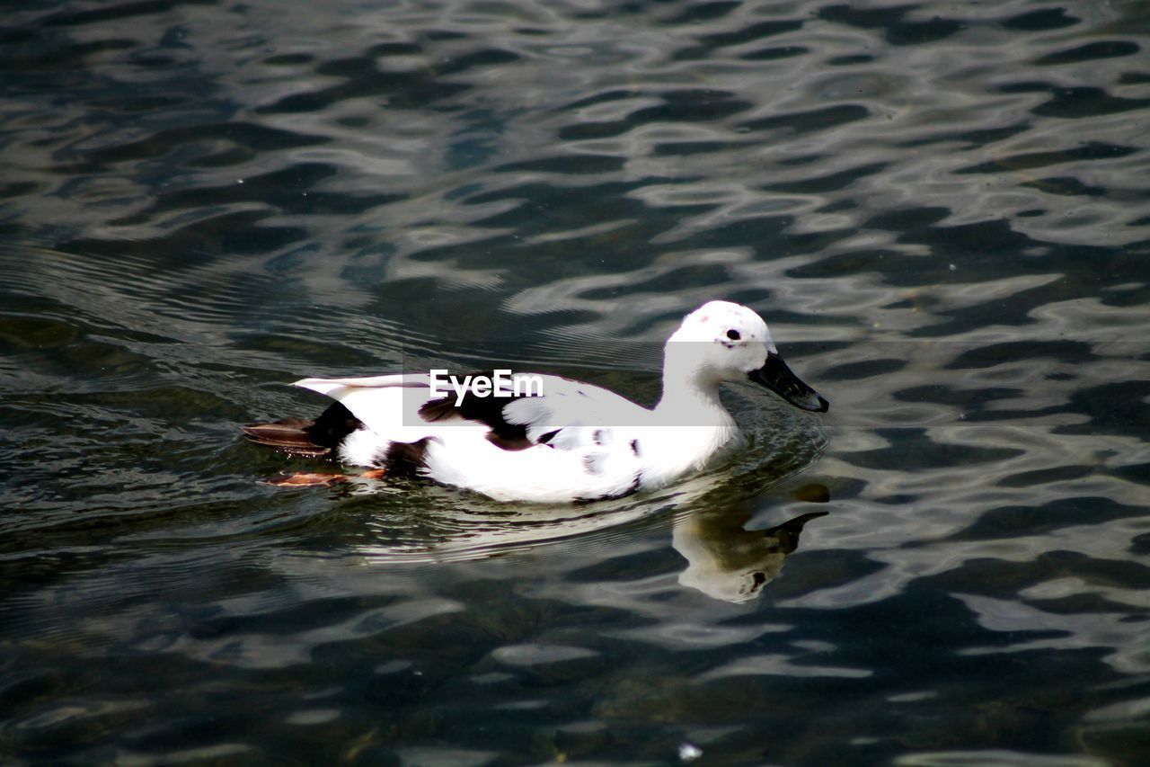 HIGH ANGLE VIEW OF DUCK FLOATING ON LAKE