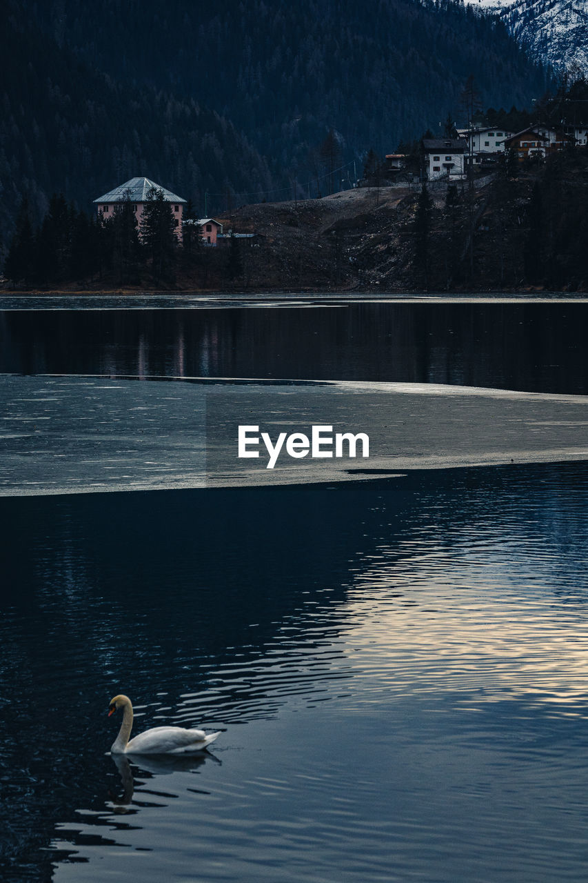 View of swans swimming in lake