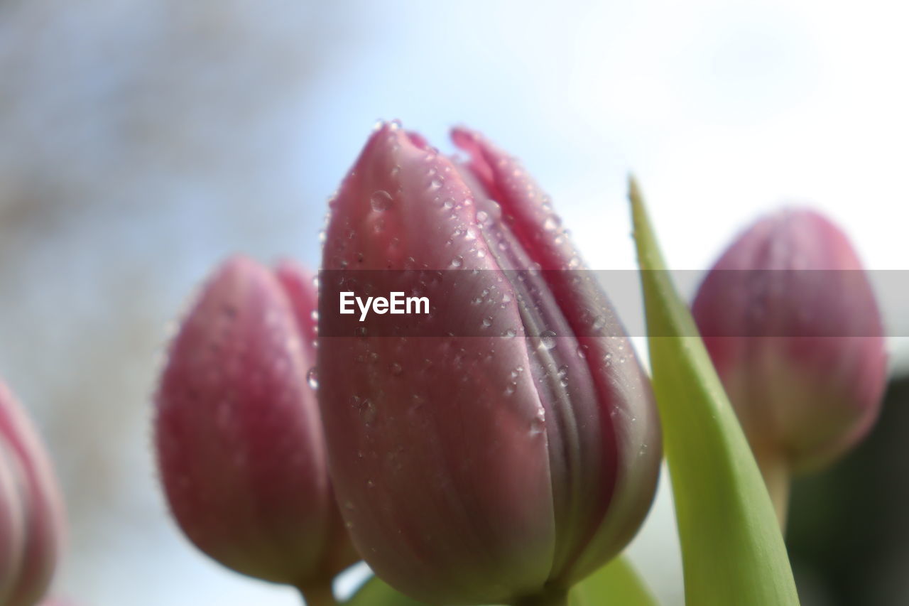 Close-up of pink tulip
