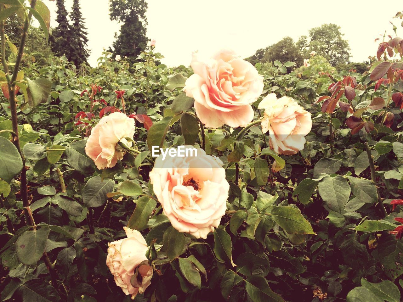 CLOSE-UP OF WHITE ROSE