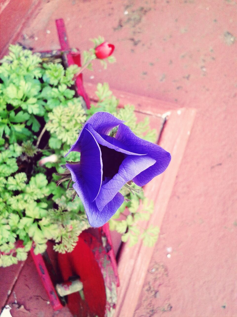 CLOSE-UP OF PURPLE FLOWERS